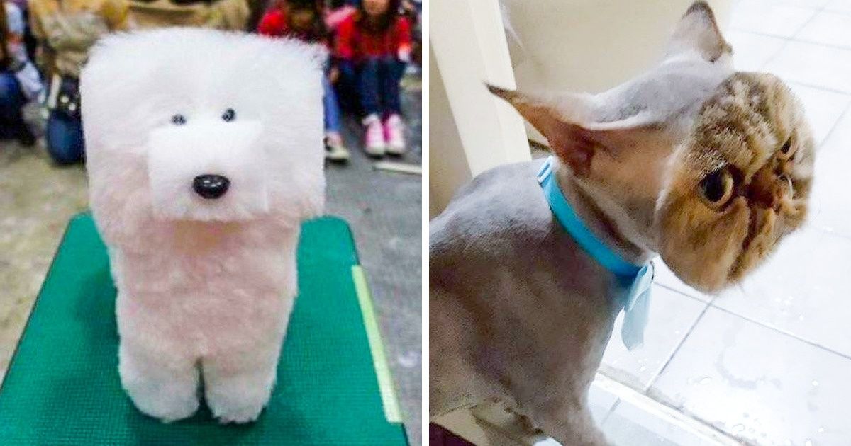 21 Tosas de animais de estimação que não deram muito certo 21 Tosas de animais de estimação que não deram muito certo