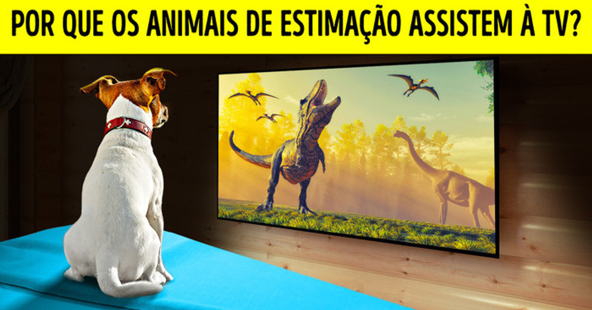 Cães e gatos realmente assistem à TV? Cães e gatos realmente assistem à TV?