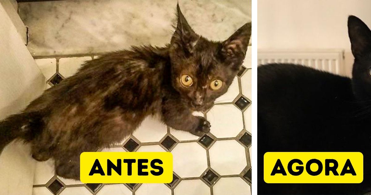 20 Animais que tiveram a sorte de encontrar um novo lar 20 Animais que tiveram a sorte de encontrar um novo lar