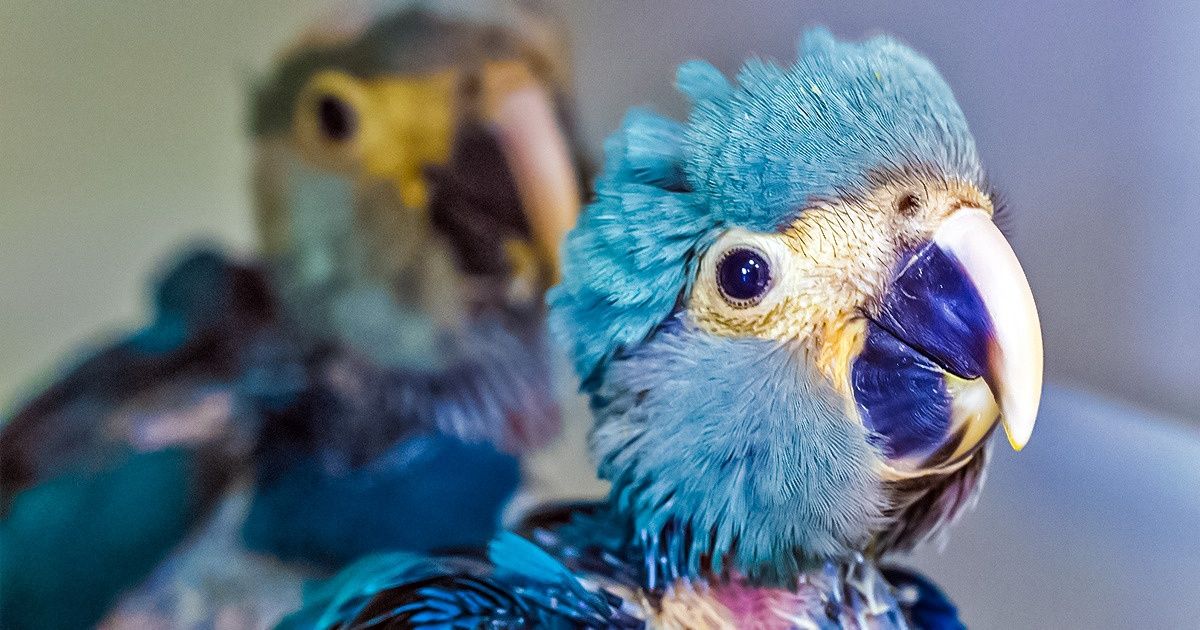 Arara que inspirou a animação ’Rio’ corre o risco de extinção