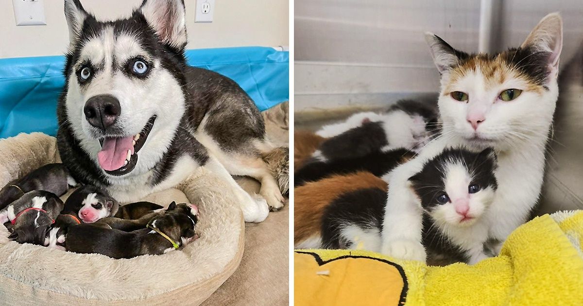18 Momentos em que testemunhamos o que é ser mãe no mundo animal
