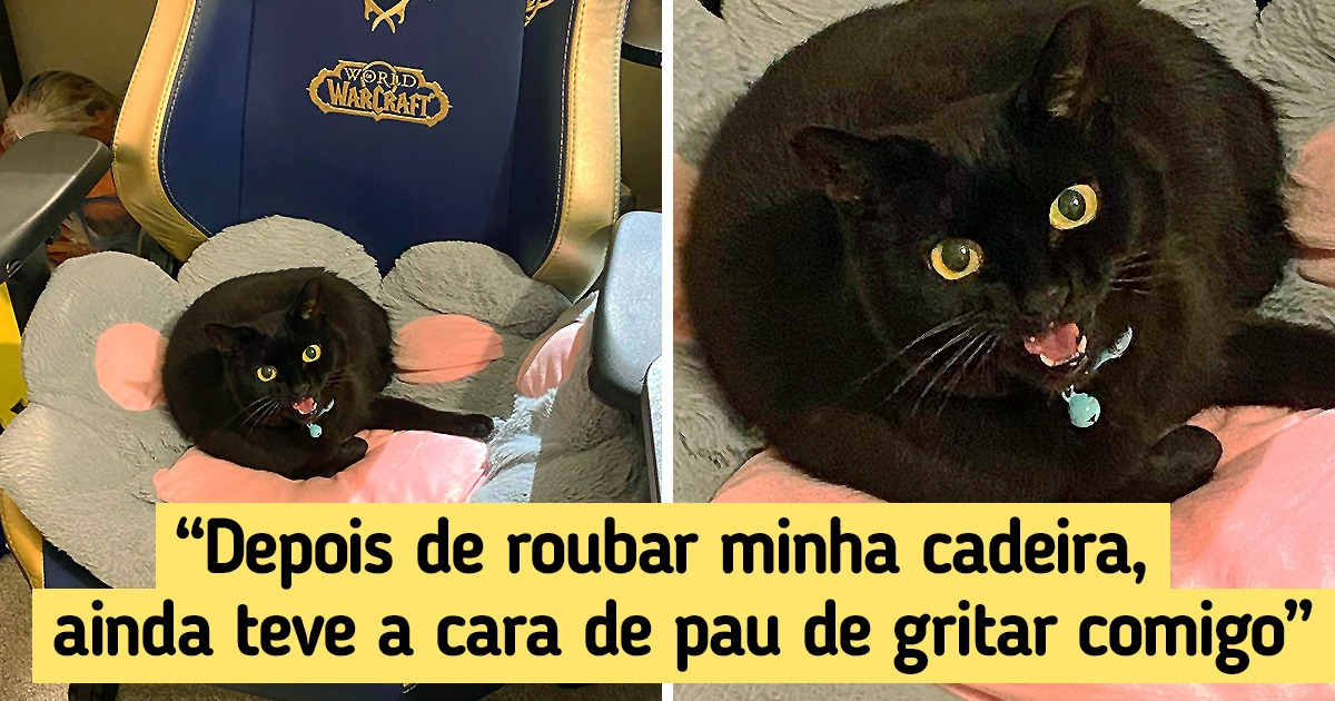 20 Situações em que os animais aprontaram das suas e agiram como se nada tivesse acontecido