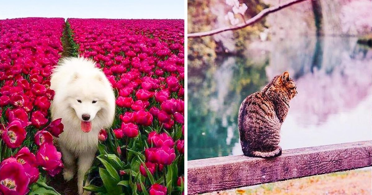 25 Fotos da primavera que vão te deixar sem fôlego 25 Fotos da primavera que vão te deixar sem fôlego