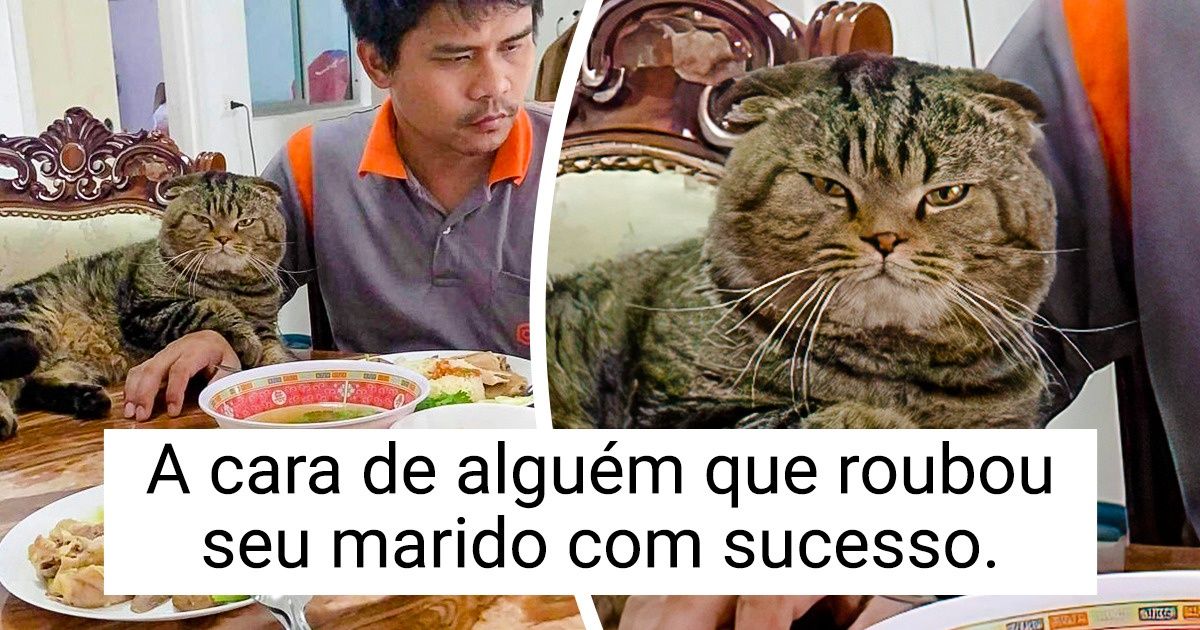 19 Gatos e roedores com um gosto peculiar pelo que é dos outros