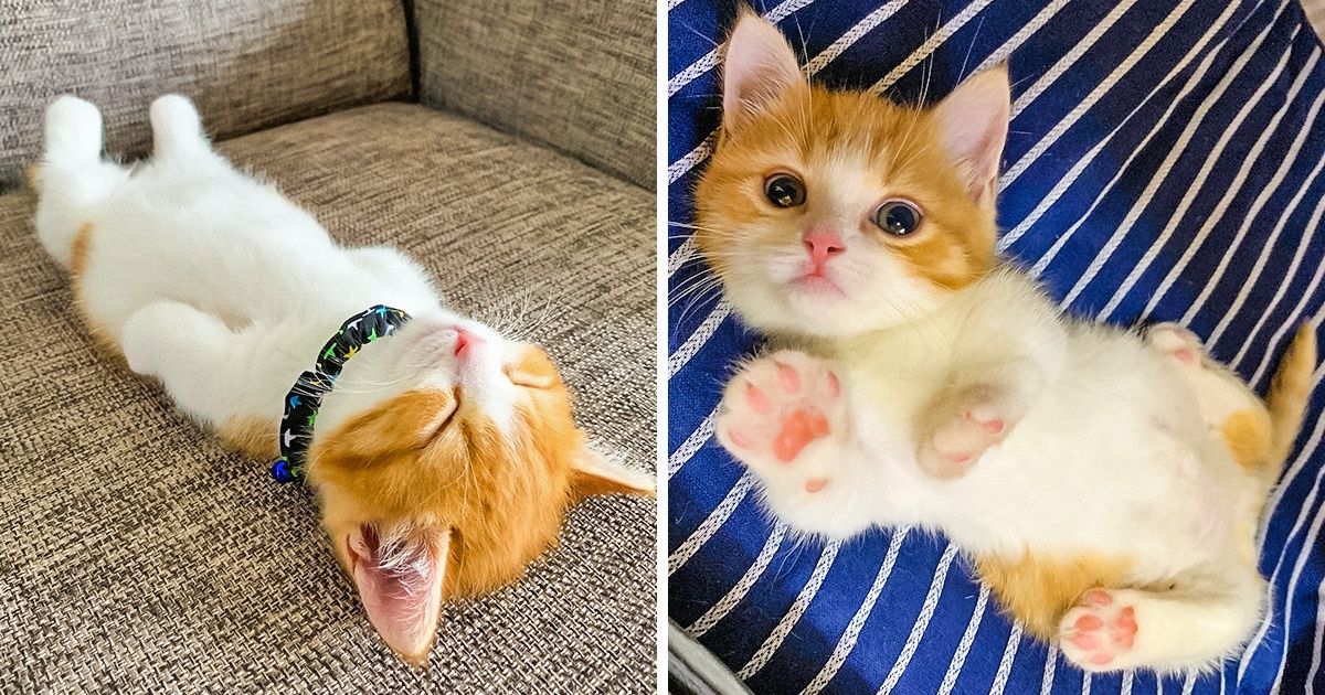 15 Fotos que mostram muito bem como a nossa vida seria chata sem gatos