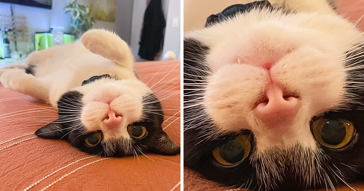 15+ Pets com a capacidade de melhorar o dia de qualquer um