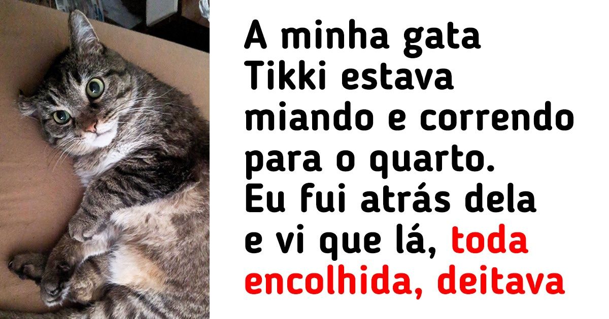18 Animais que mostraram que bichos de estimação podem ser muito responsáveis