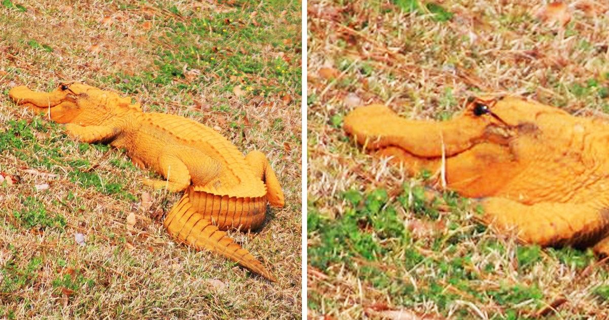 Olhe com atenção para estas fotos e descubra seus segredos