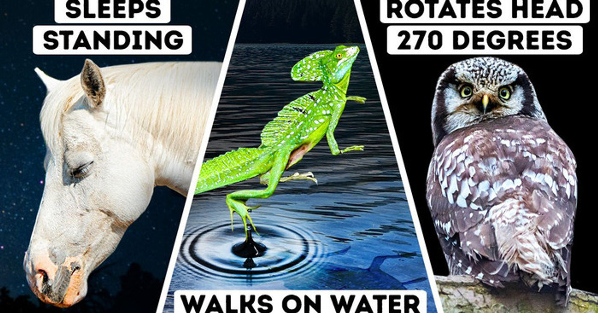 Por que os cavalos dormem em pé. E mais 6 superpoderes animais Por que os cavalos dormem em pé. E mais 6 superpoderes animais