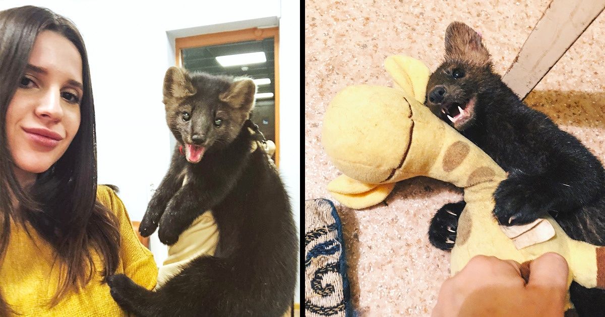 Jovem conta como salvou um animal de se tornar casaco de pele Jovem conta como salvou um animal de se tornar casaco de pele