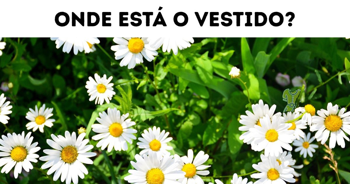 Teste o seu poder de visão e encontre o que está escondido nestas 15 imagens de flores