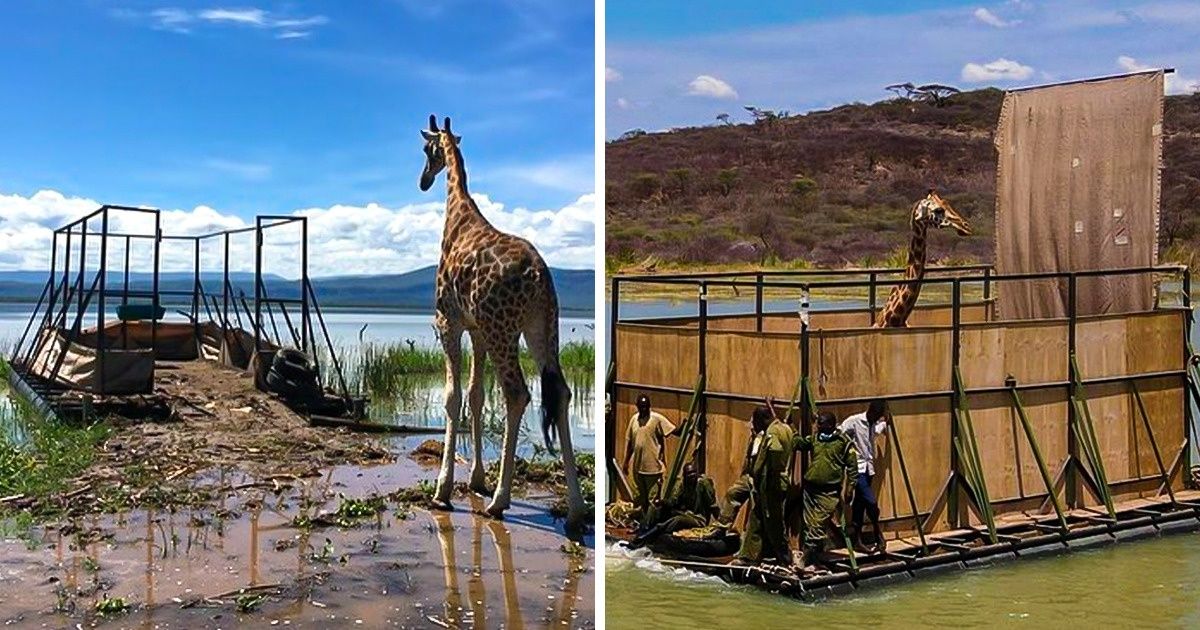 9 Girafas em perigo de extinção foram resgatadas de uma ilha que iria desaparecer 9 Girafas em perigo de extinção foram resgatadas de uma ilha que iria desaparecer