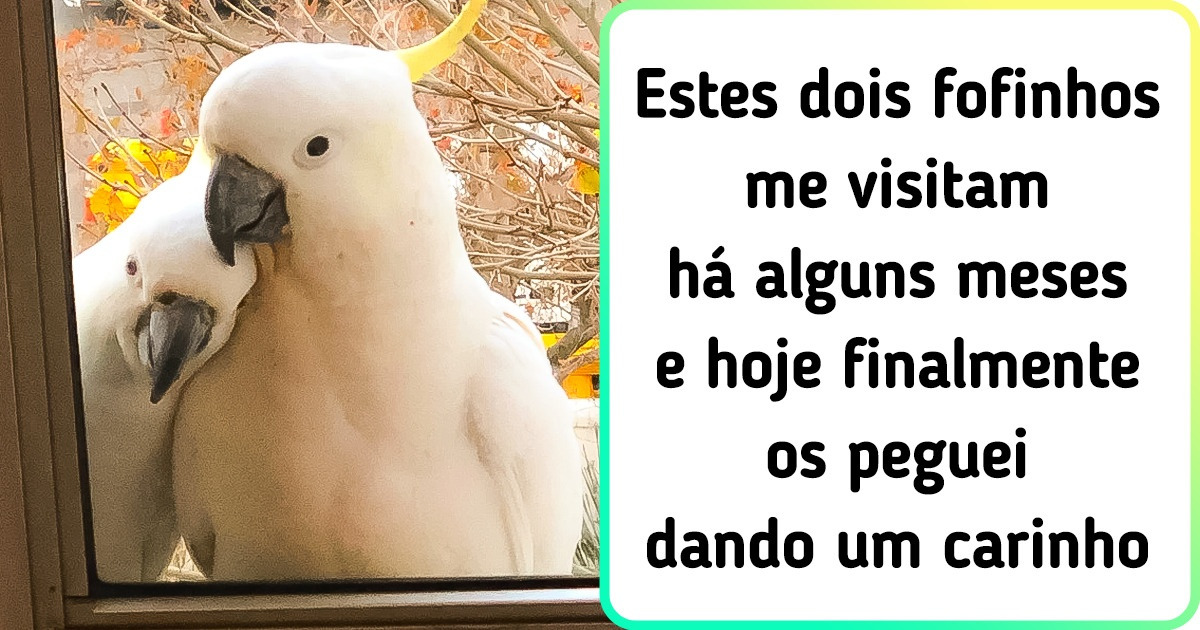 18 Provas de que outros animais podem ser super fofos, além dos cachorros e gatos