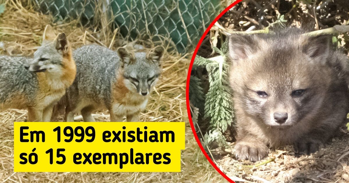 10 Animais que saíram do risco de extinção e continuam sendo vistos no planeta 10 Animais que saíram do risco de extinção e continuam sendo vistos no planeta