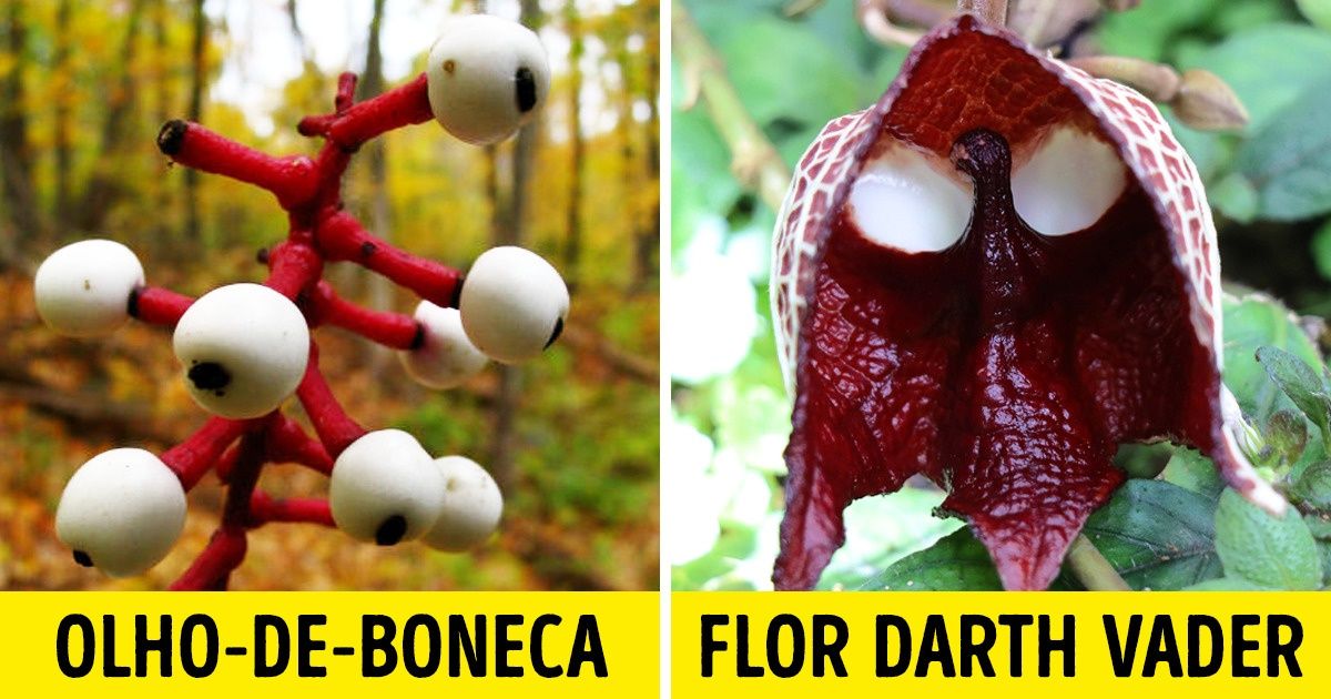 15 Plantas tão esquisitas que parecem de outro planeta 15 Plantas tão esquisitas que parecem de outro planeta