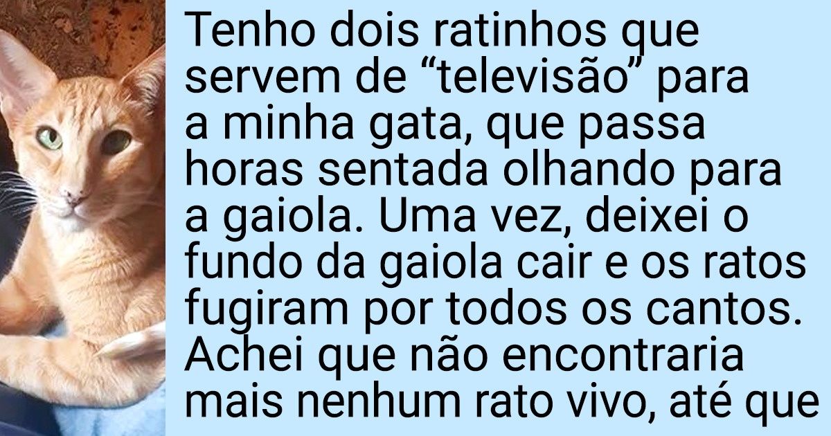 18 Amantes de gatos que sabem lidar muito bem com seus animais de estimação 18 Amantes de gatos que sabem lidar muito bem com seus animais de estimação