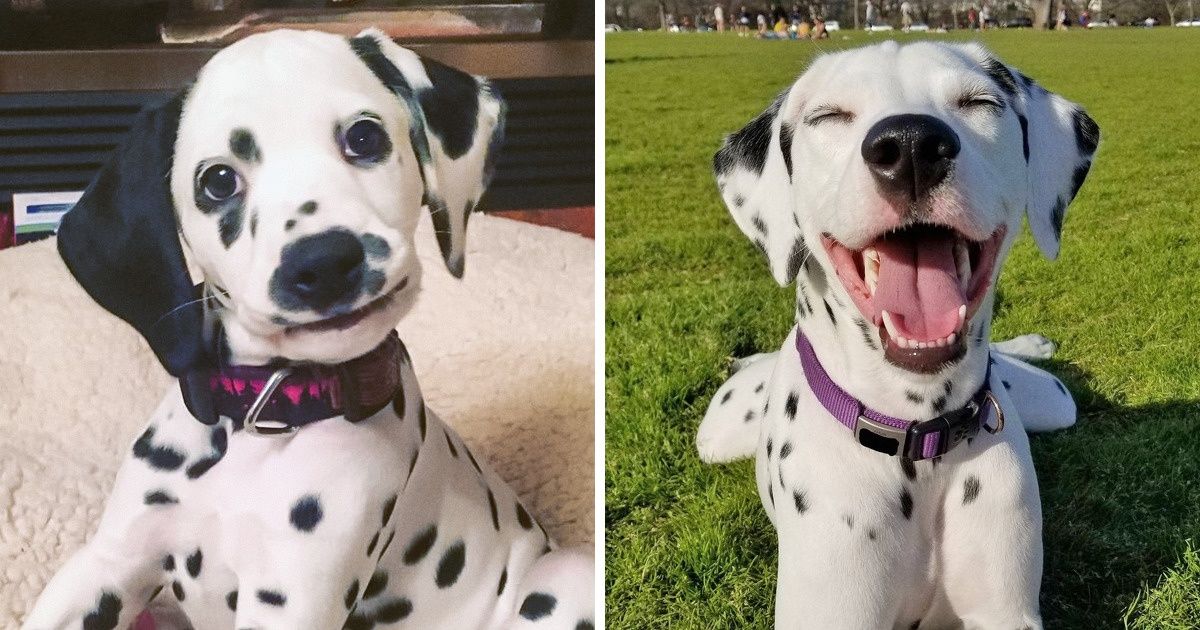 20 Fotos de dálmatas que são enternecedoras e esbanjam beleza e elegância