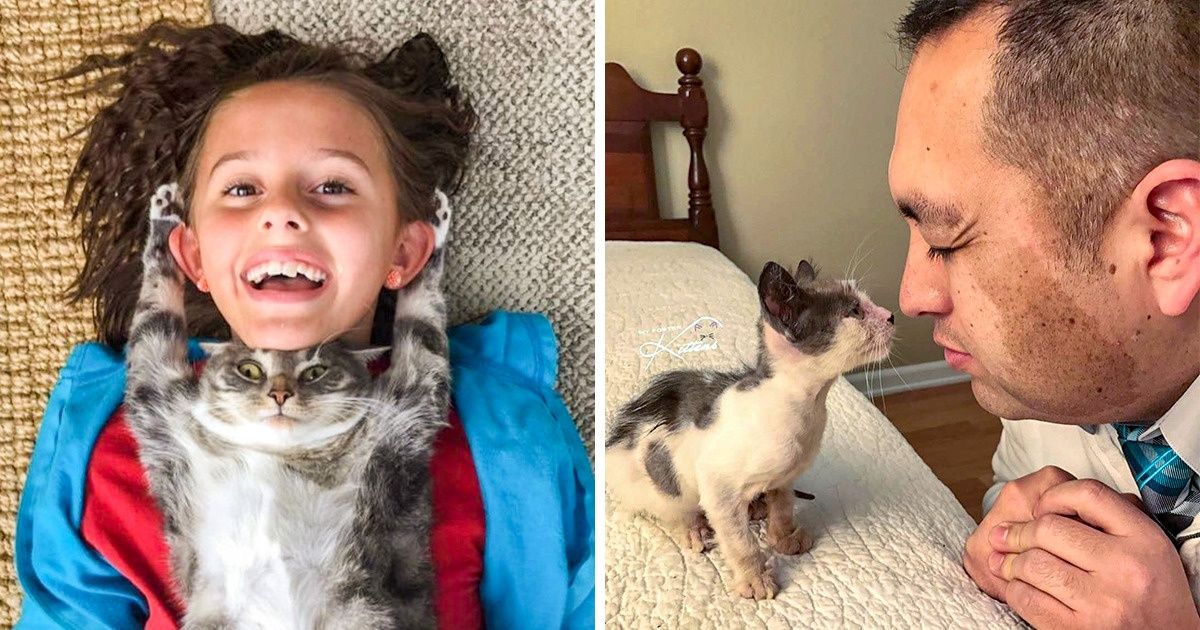 20 Gatinhos super fofos e adoráveis que irão aquecer seu coração 20 Gatinhos super fofos e adoráveis que irão aquecer seu coração