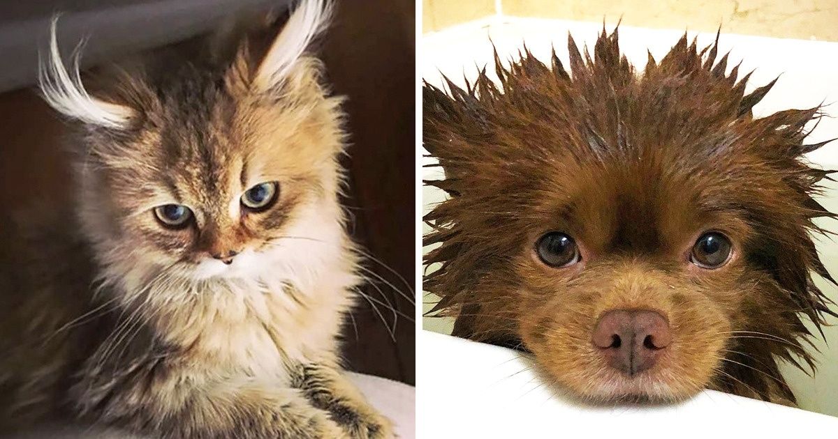 23 Lindos resultados de cruzamentos que vão derreter o seu coração