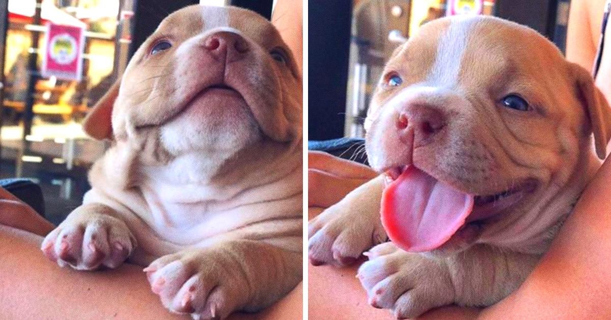20 Animais de estimação que deram aos humanos mais um motivo para acordar todas as manhãs 20 Animais de estimação que deram aos humanos mais um motivo para acordar todas as manhãs