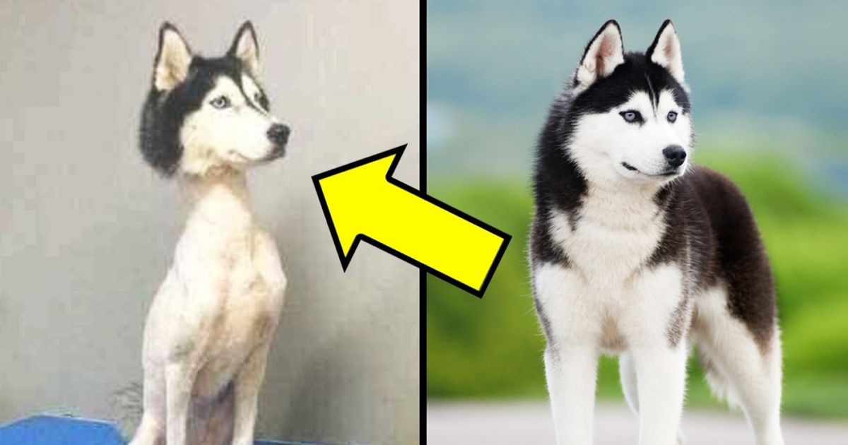 As 100 melhores fotos de cachorros de todos os tempos