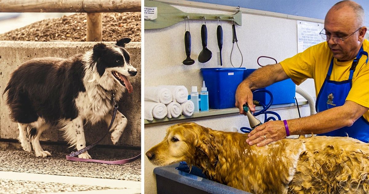 Como cuidar de seu pet idoso para que ele tenha uma melhor qualidade de vida