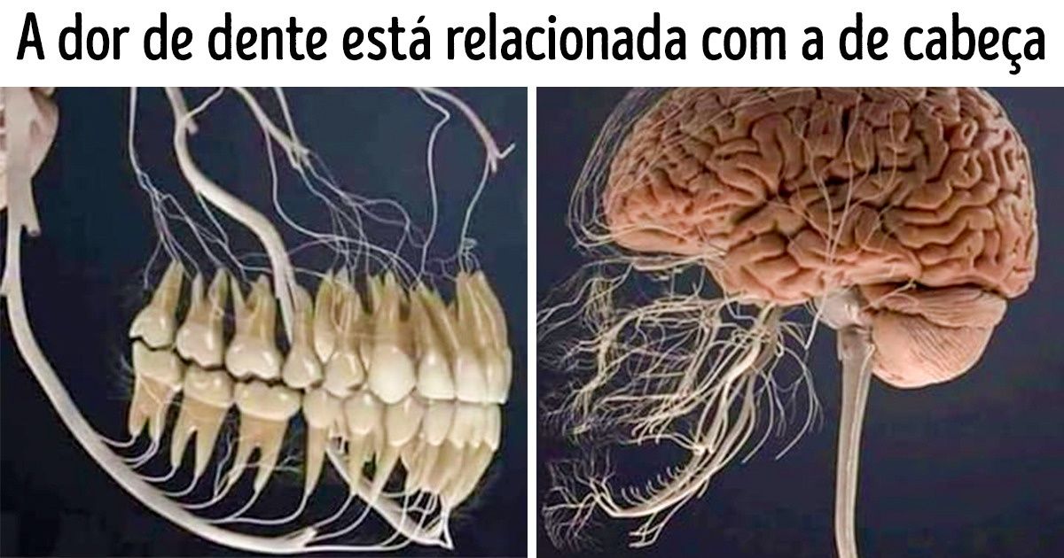 23 Imagens que mostram detalhes impressionantes do corpo humano