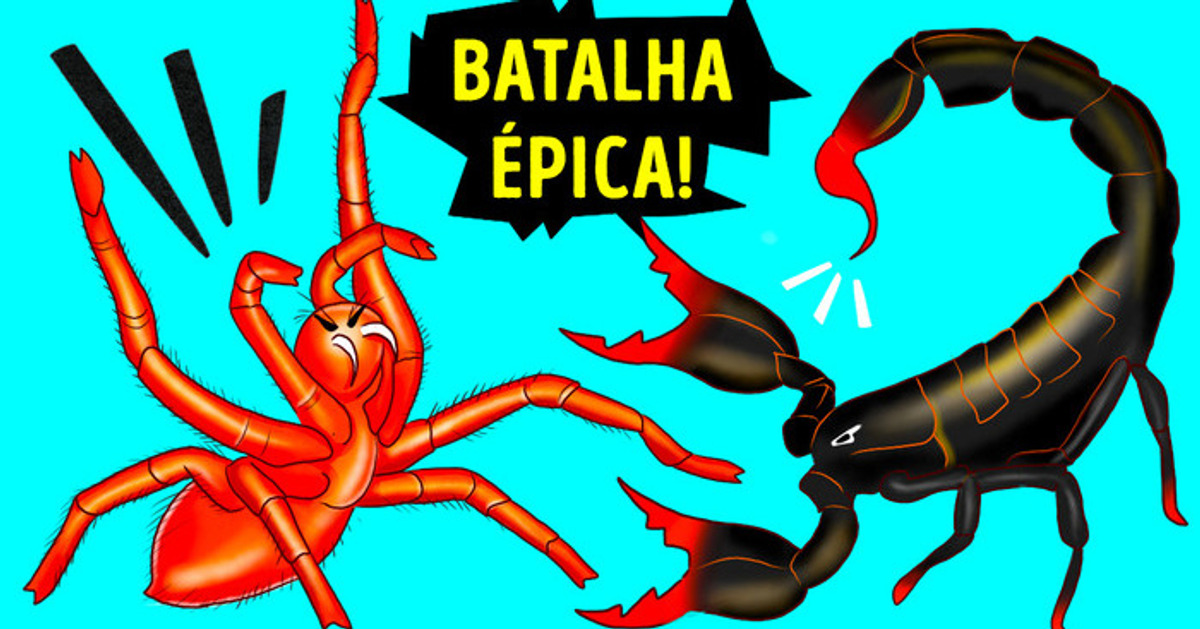 Quem vencerá: um escorpião, ou a maior aranha da Terra? Quem vencerá: um escorpião, ou a maior aranha da Terra?