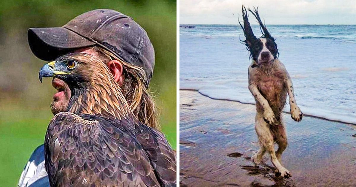 20+ Fotos sensacionais de animais tiradas no momento perfeito 20+ Fotos sensacionais de animais tiradas no momento perfeito