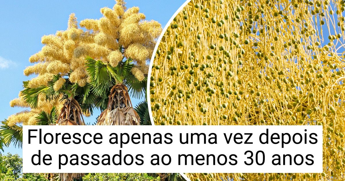10 Plantas cuja floração leva bastante tempo (há uma que demora até 100 anos) 10 Plantas cuja floração leva bastante tempo (há uma que demora até 100 anos)