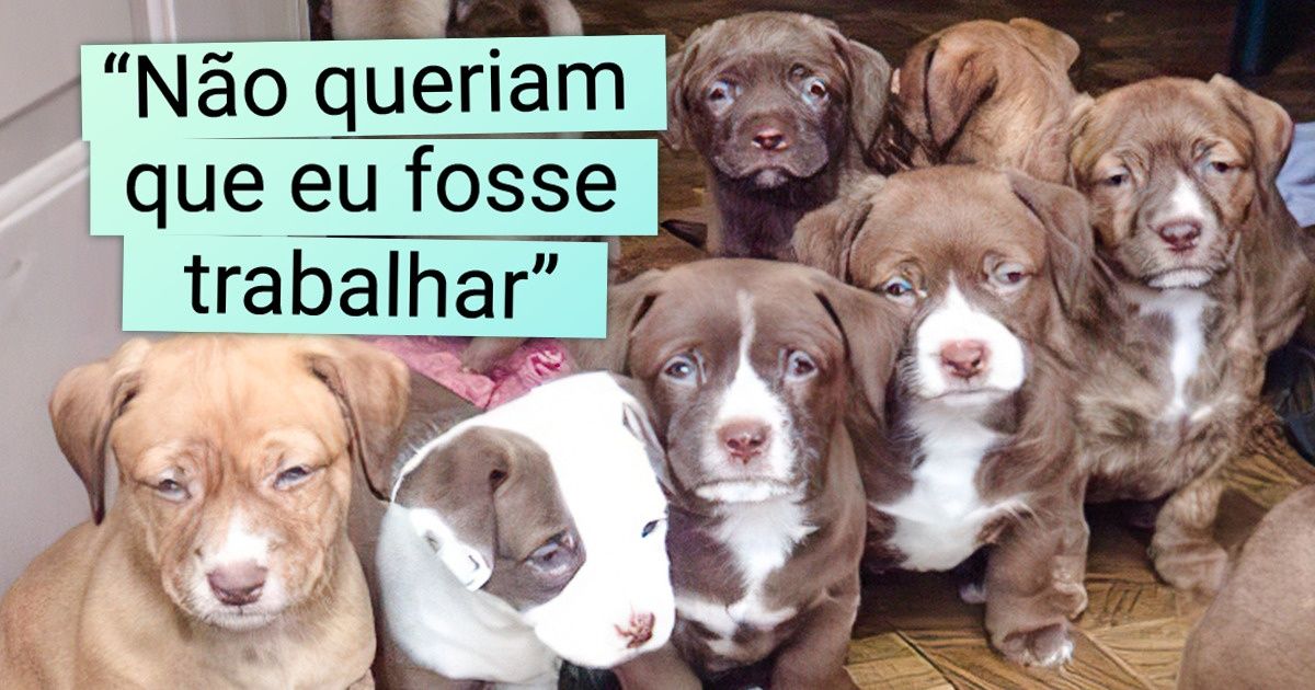 25 Animais de estimação que não se separam de seus donos por nada, nem mesmo na hora do trabalho 25 Animais de estimação que não se separam de seus donos por nada, nem mesmo na hora do trabalho
