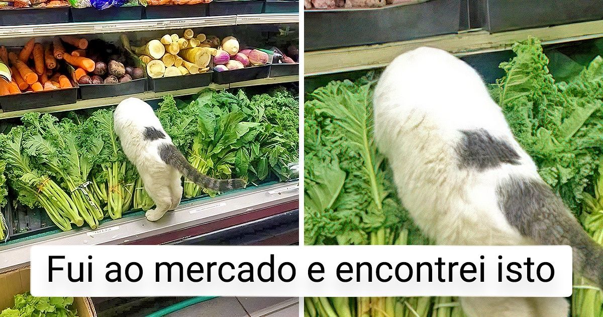 20+ Momentos em que gatos foram flagrados fazendo o que não deveriam, mas não se importaram
