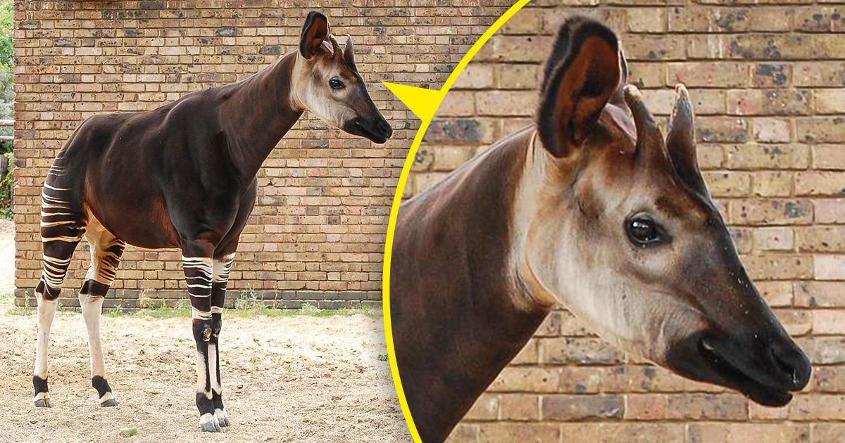 13 Animais curiosos ao redor do mundo que parecem pertencer a filmes de fantasia 13 Animais curiosos ao redor do mundo que parecem pertencer a filmes de fantasia