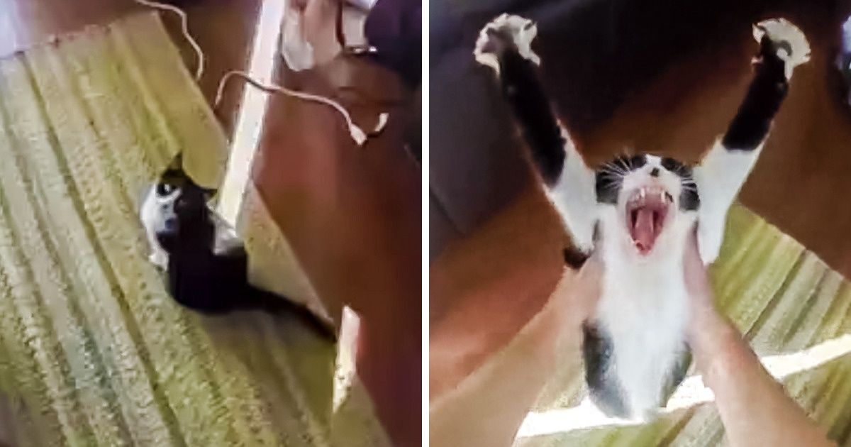 Animais que farão você chorar de rir