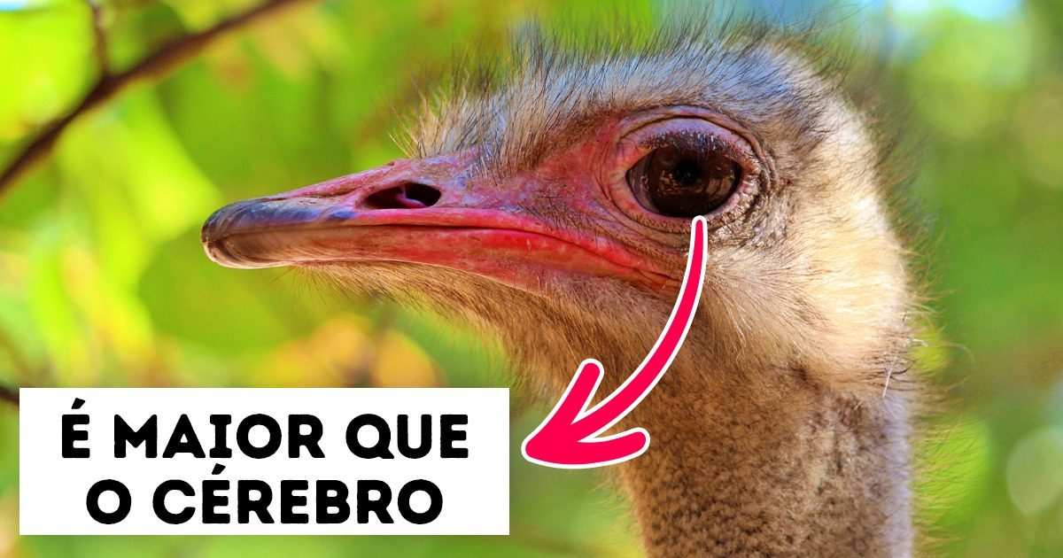 10 Animais com características dignas de desenhos animados