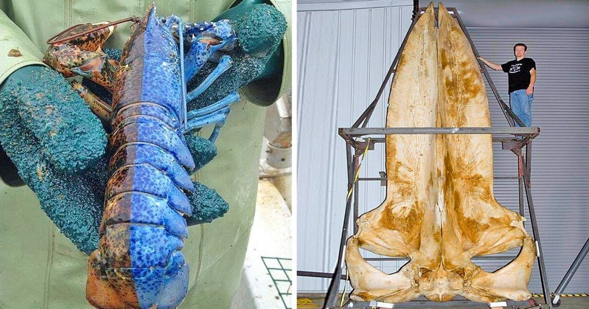 22 Curiosidades fascinantes do nosso mundo