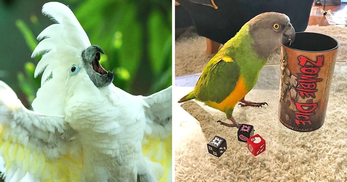 14 Provas de que os papagaios estão entre os animais mais inteligentes e adoráveis 14 Provas de que os papagaios estão entre os animais mais inteligentes e adoráveis