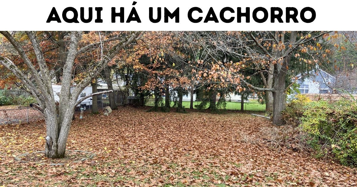 Teste visual: tente encontrar os animais ou os objetos escondidos nas imagens