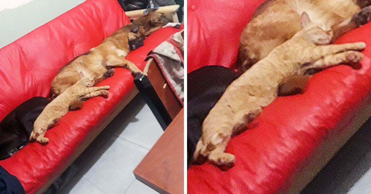 20+ Usuários compartilham fotos diárias de seus gatos, mostrando que são a definição clara do que é ser uma alma livre