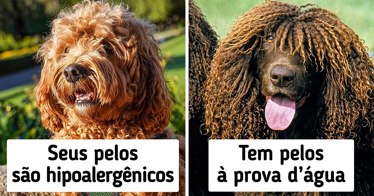 17 Raças de cachorros mais fofas do mundo de acordo com a ciência e o que elas têm de especial 17 Raças de cachorros mais fofas do mundo de acordo com a ciência e o que elas têm de especial