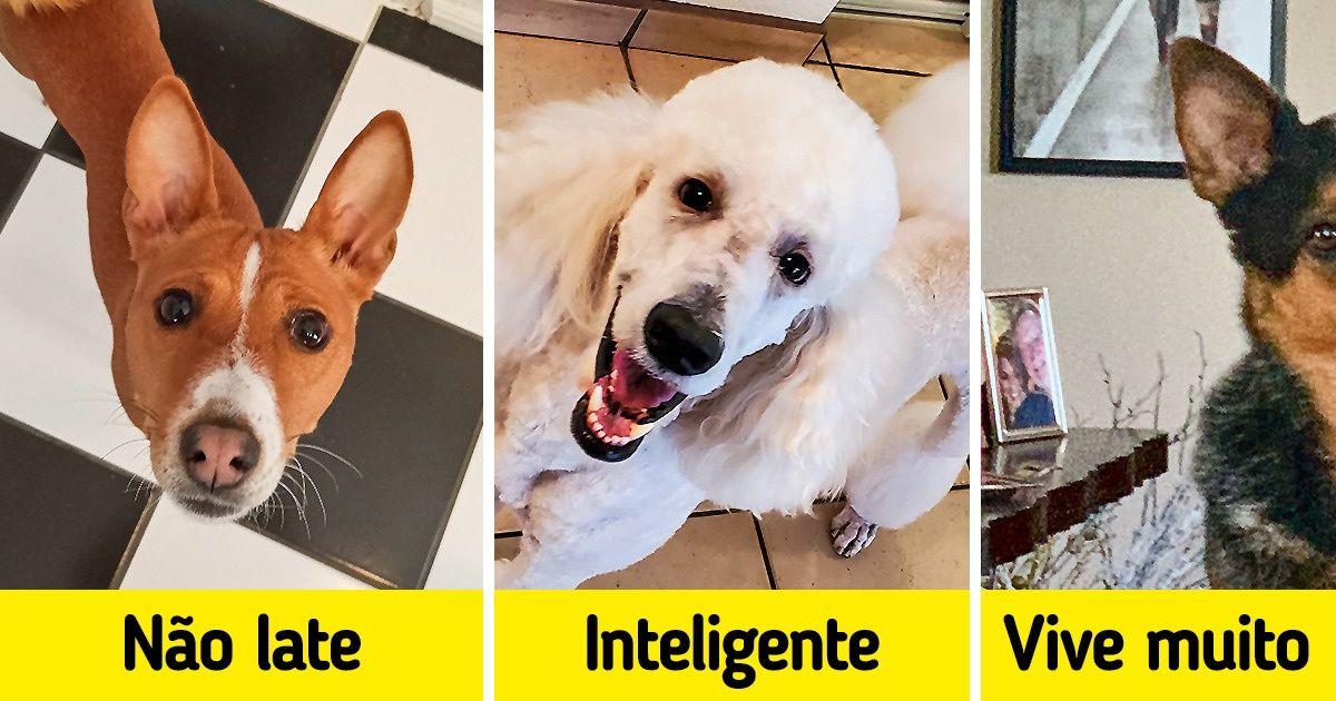 12 Raças de cachorros pouco propensas a ter problemas de saúde 12 Raças de cachorros pouco propensas a ter problemas de saúde