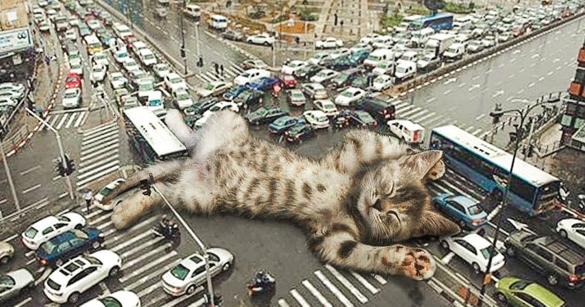 O artista que transforma gatinhos em lindos monstros gigantes O artista que transforma gatinhos em lindos monstros gigantes