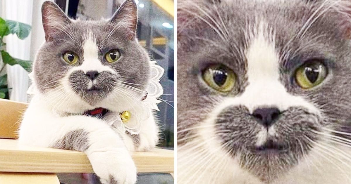 20+ Gatos tão incríveis que parecem ter sido editados no “Photoshop”