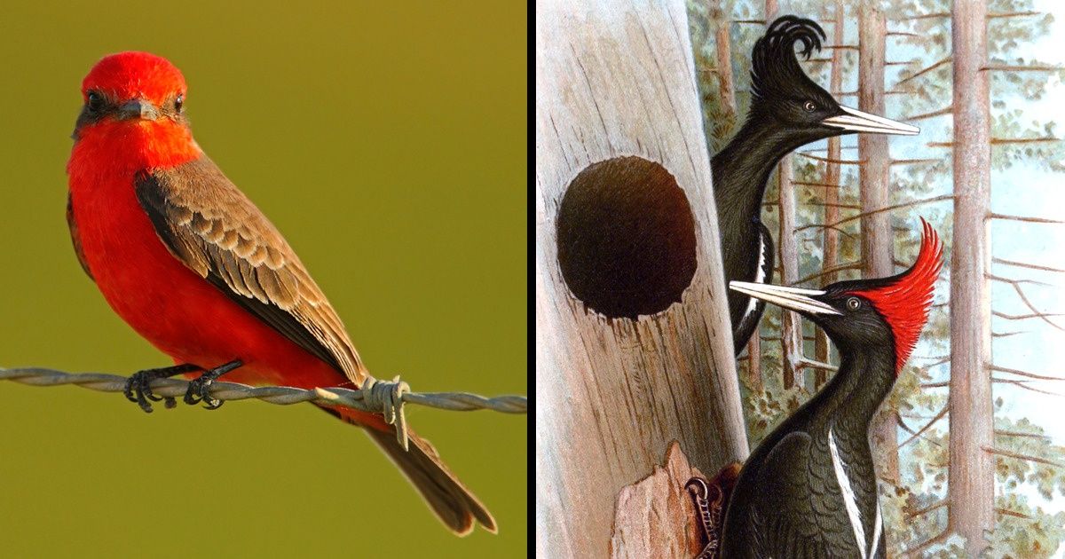 10 Espécies de aves extintas ou sob grande risco de extinção 10 Espécies de aves extintas ou sob grande risco de extinção