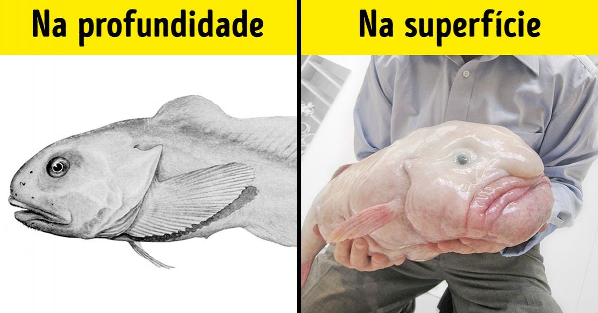 10 Peculiaridades dos animais que parecem erros da evolução, mas