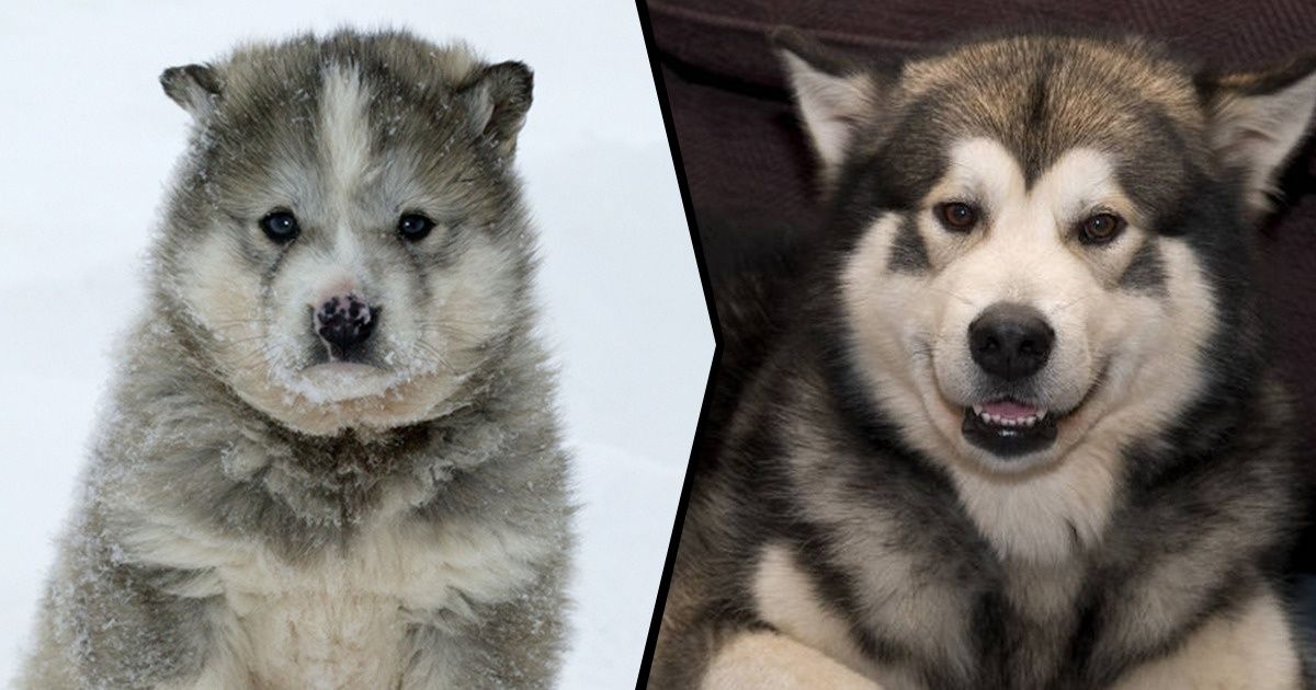 20 Raças de cachorro cujos filhotes são bastante diferentes dos adultos