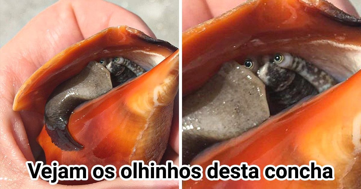 14 Pessoas que viram algo raro e o registraram no momento certo 14 Pessoas que viram algo raro e o registraram no momento certo