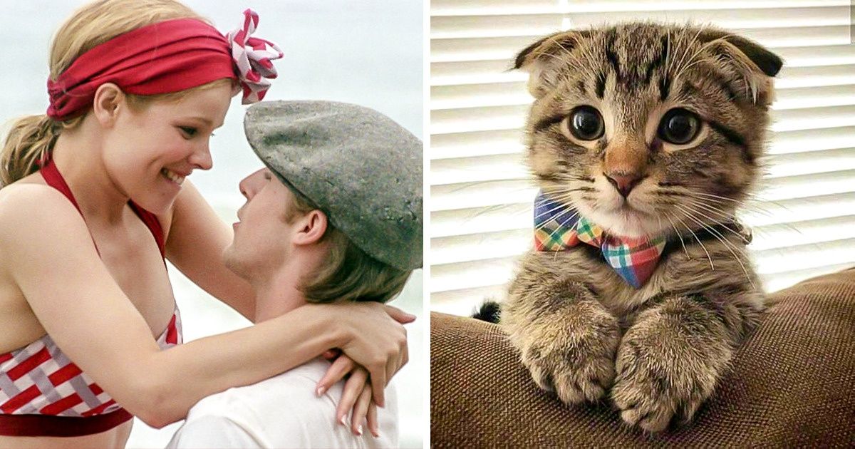 Olhar fotos de animais pode salvar uma relação (a Ciência garante)