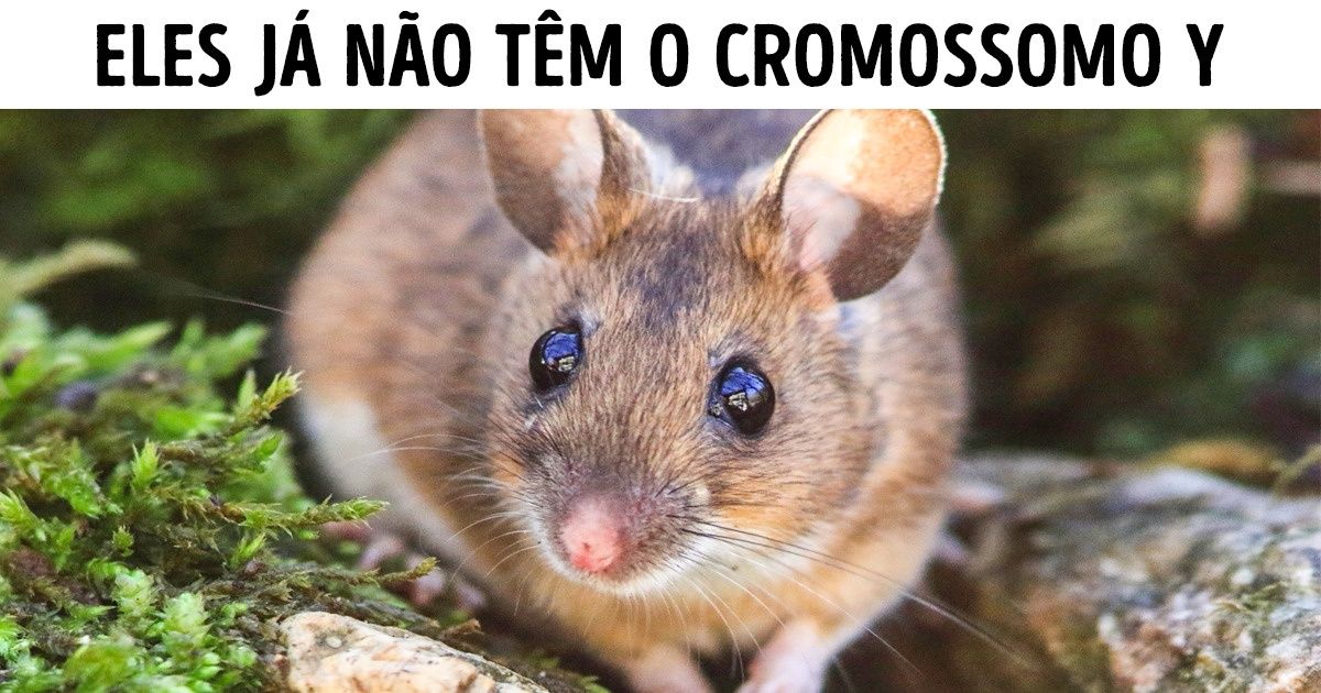 Segundo estudo, o cromossomo Y está diminuindo e pode até desaparecer no futuro Segundo estudo, o cromossomo Y está diminuindo e pode até desaparecer no futuro