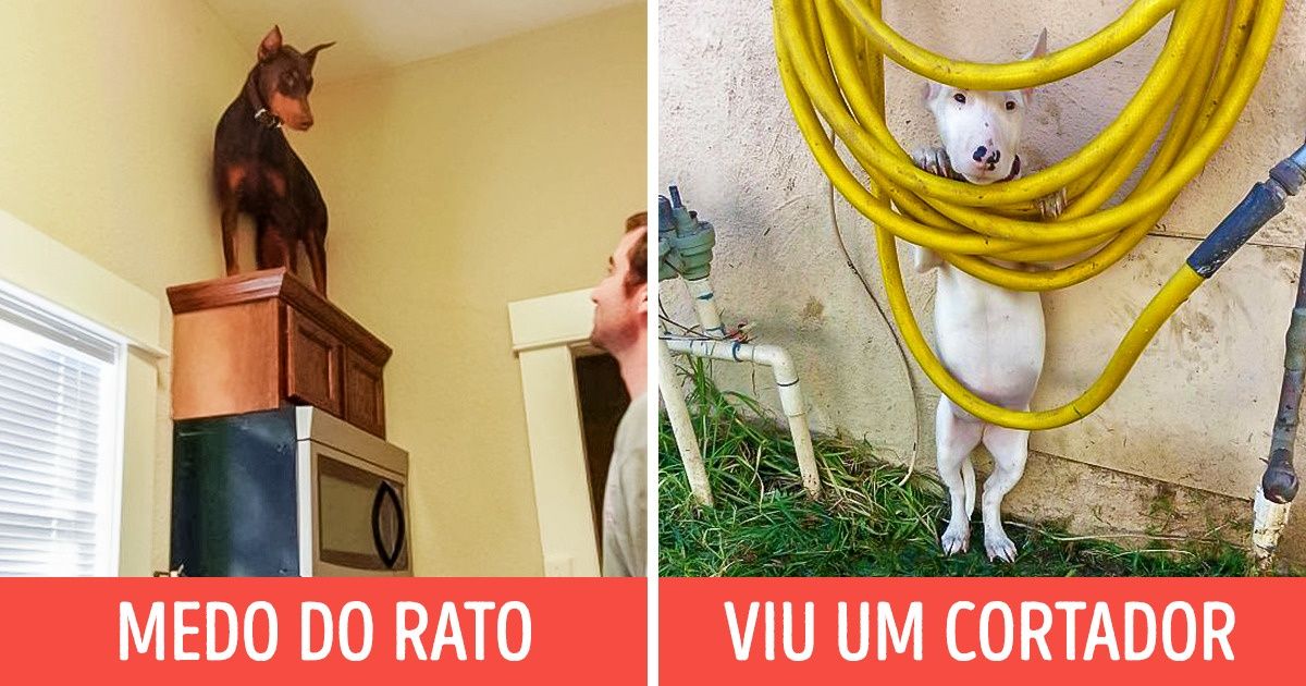 22 Cachorros tão covardes que arrancam gargalhadas 22 Cachorros tão covardes que arrancam gargalhadas